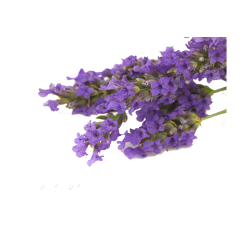 Lavendel433.png