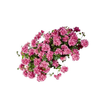 Pelargonium.png