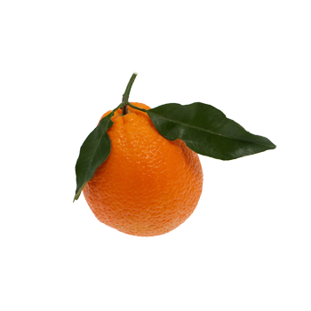 apelsin moru.png