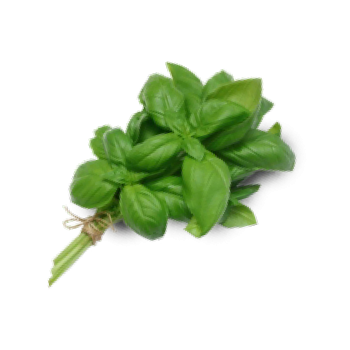 basil.png