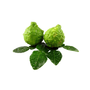 bergamot2.png