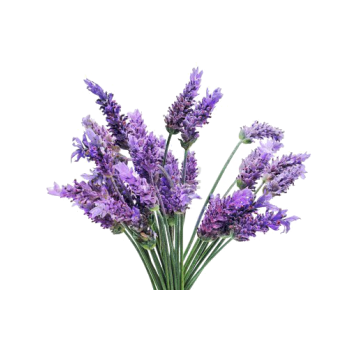 lavendel laialehine.png