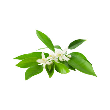 neroli.png