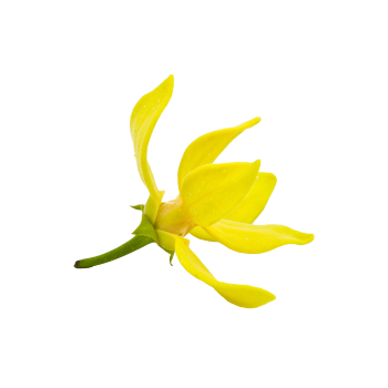 ylang.png