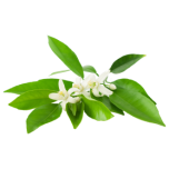 Neroli eeterlik õli 1ml