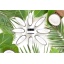 evolve-products-cotton-fresh-deodorant-cream.jpg